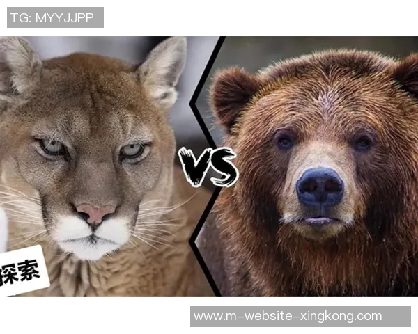 美洲狮与阿特拉斯的生存之争与生态平衡探讨